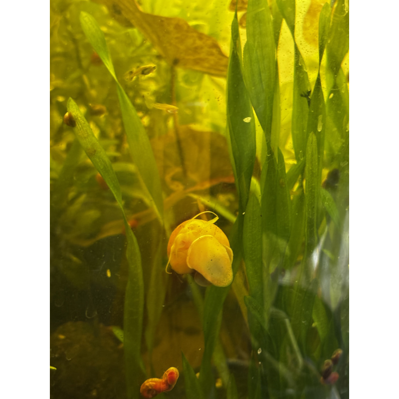 Yellow Mystery Snails