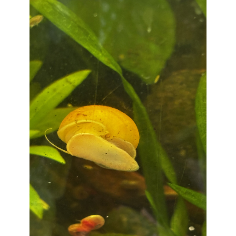 Yellow Mystery Snails