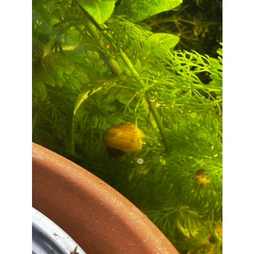 Chestnut Mystery Snails