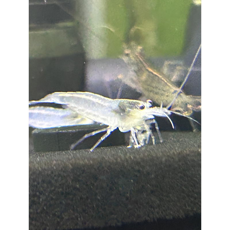 White Amano Shrimp - 2 for £10