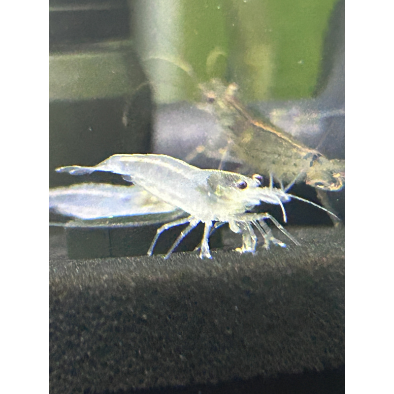 White Amano Shrimp - 2 for £10