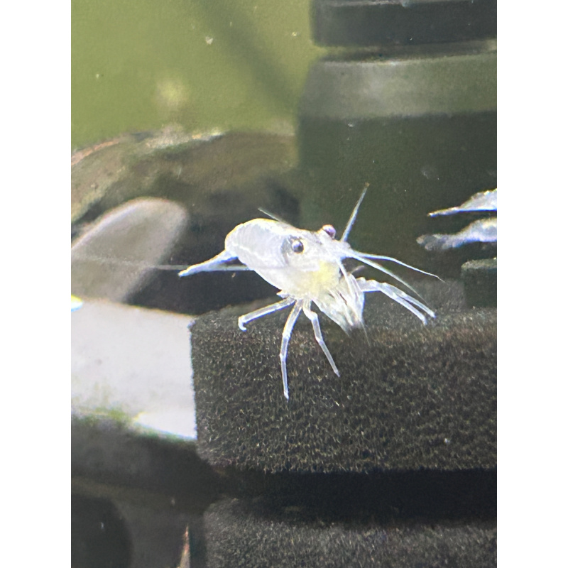 White Amano Shrimp - 2 for £10