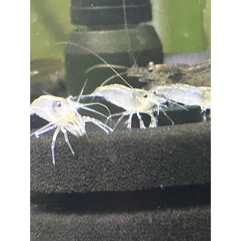 White Amano Shrimp - 2 for £10