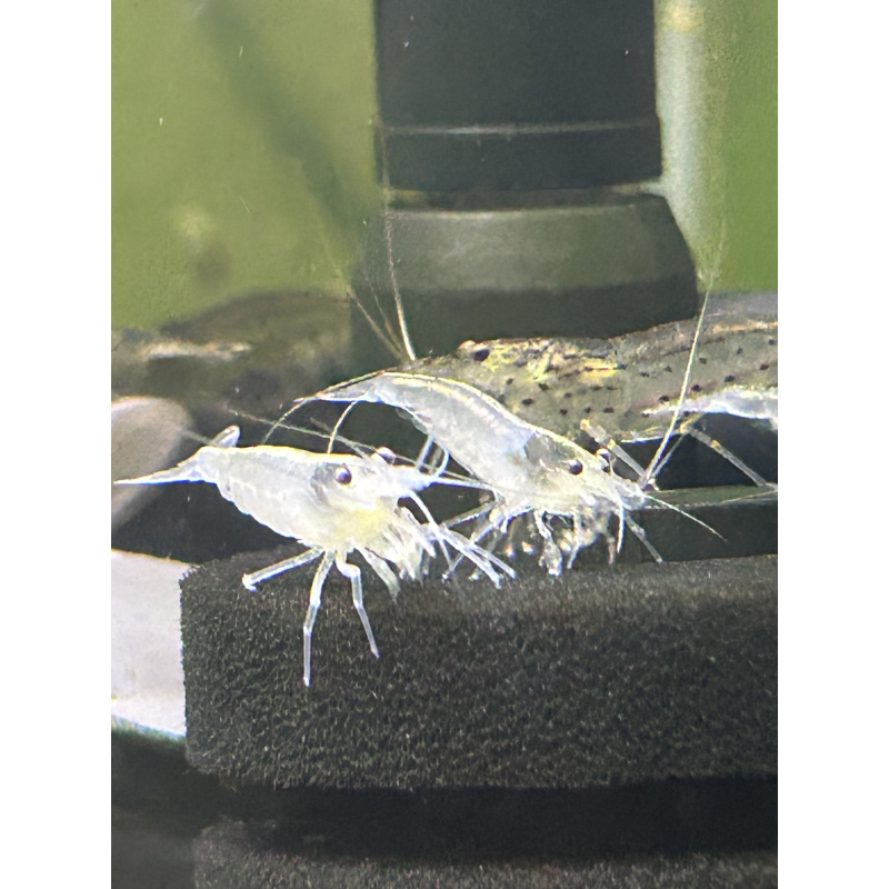 White Amano Shrimp - 2 for £10