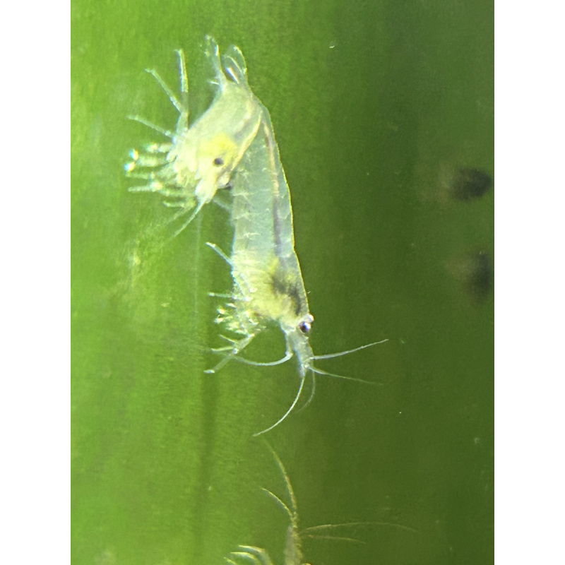 White Amano Shrimp - 2 for £10
