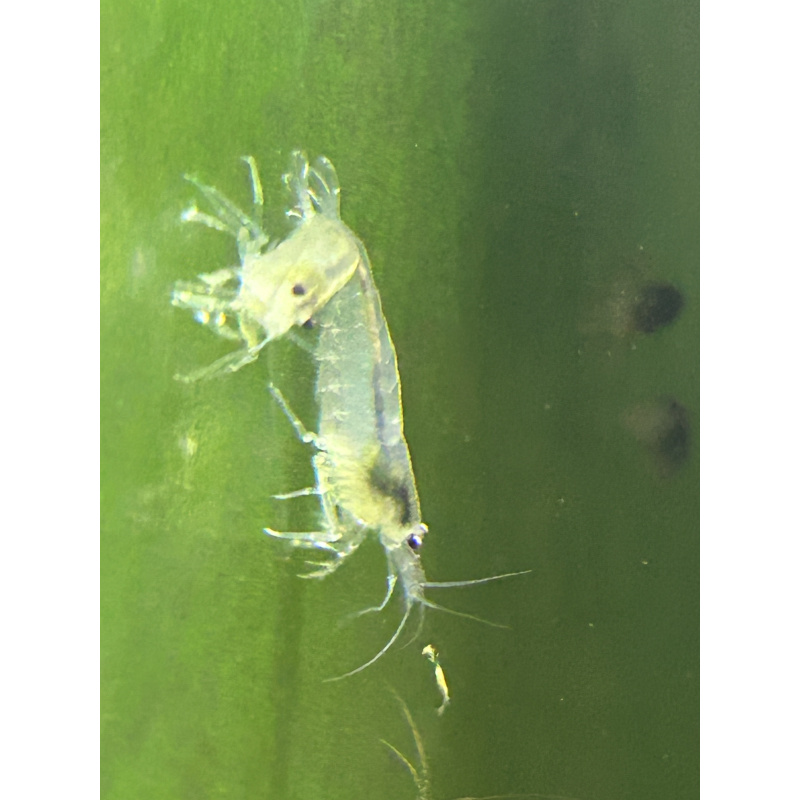 White Amano Shrimp - 2 for £10