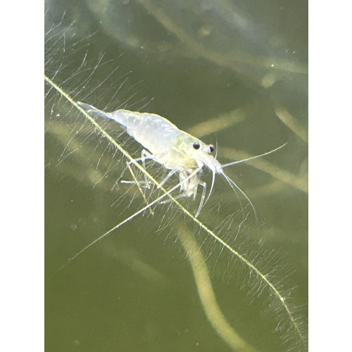 White Amano Shrimp - 2 for £10