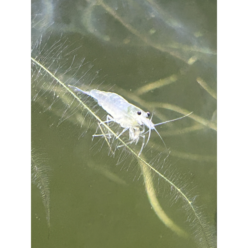 White Amano Shrimp - 2 for £10