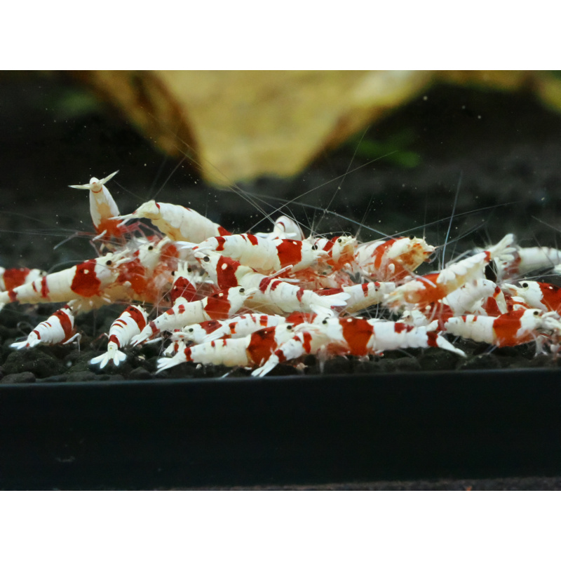 10+ 1 Pure red line shrimp. No entry patterns.