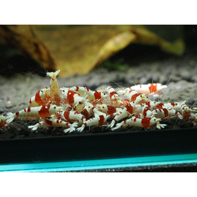 10+ 1 Pure red line shrimp. No entry patterns.