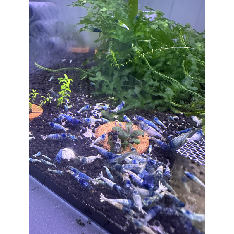 10 Blue Bolt Shrimps + 2 DOA