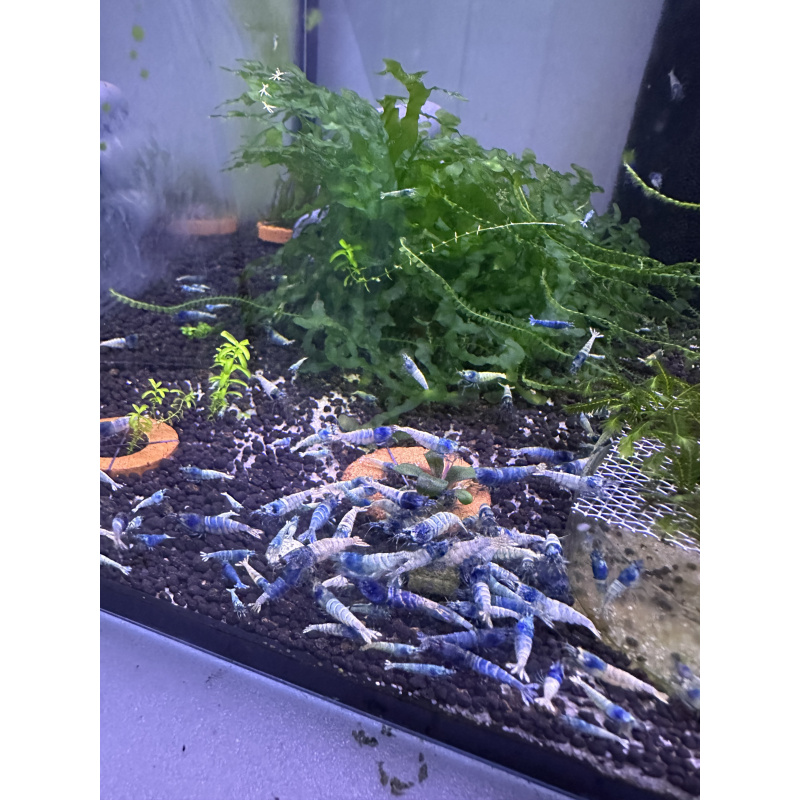 10 Blue Bolt Shrimps + 2 DOA