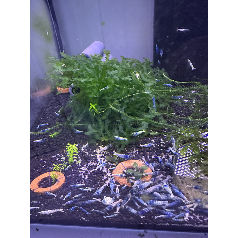 10 Blue Bolt Shrimps + 2 DOA