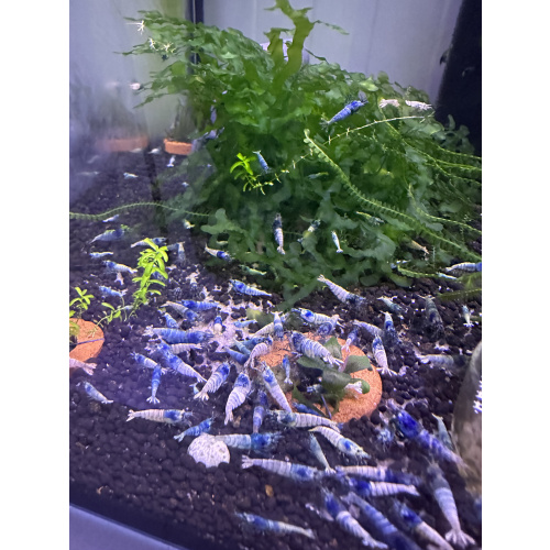 10 Blue Bolt Shrimps + 2 DOA