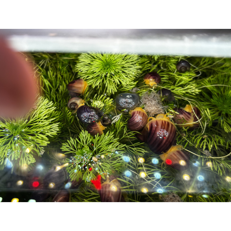 Magenta mystery snails