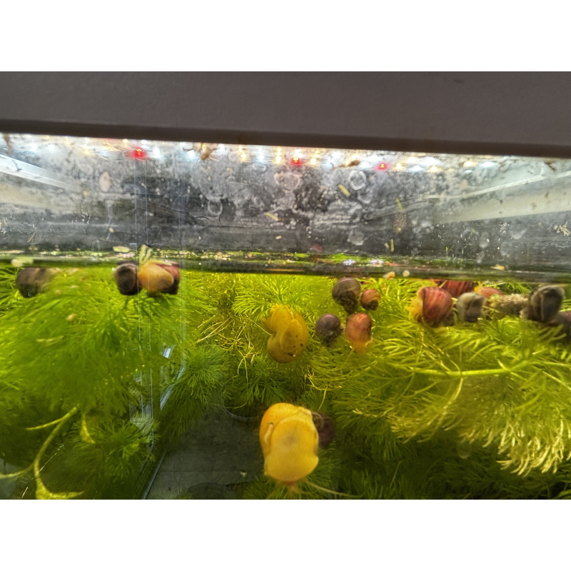 Magenta mystery snails