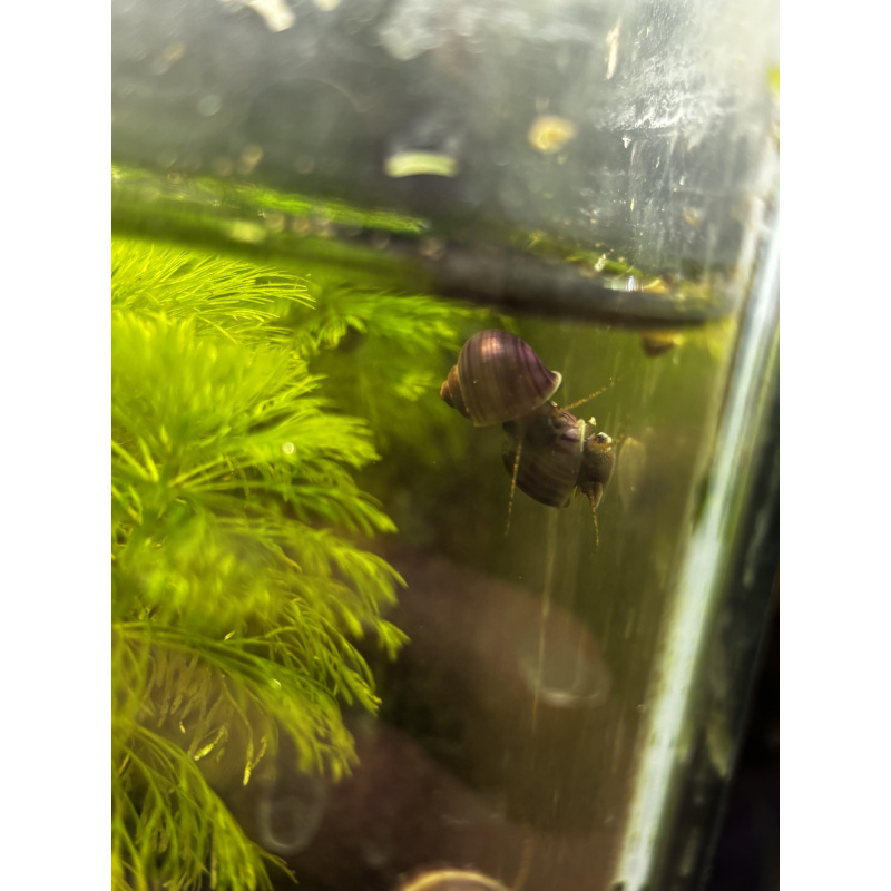 Purple mystery snails