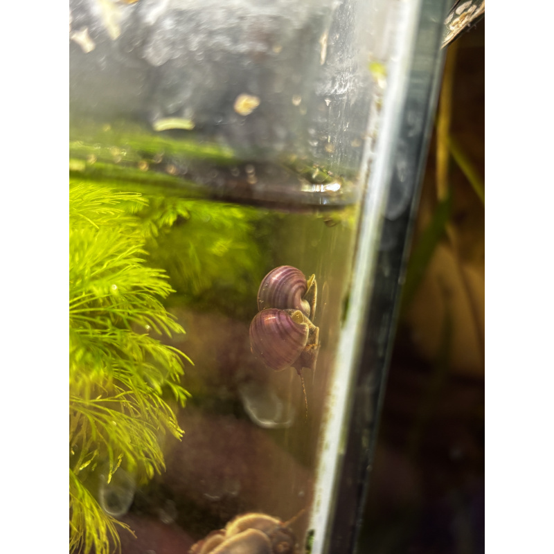 Purple mystery snails