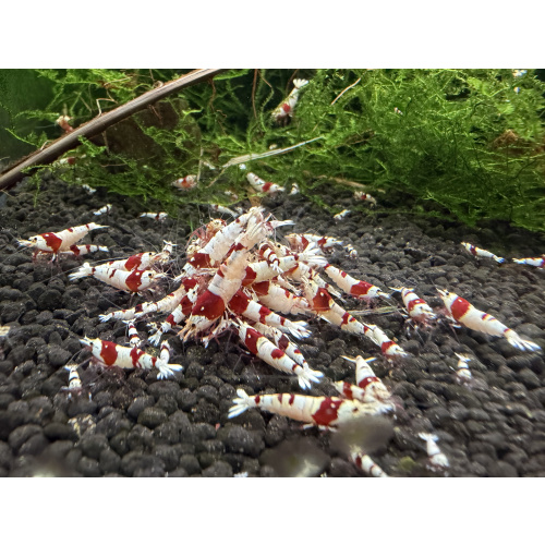 10+ 1 Pure red line shrimp.