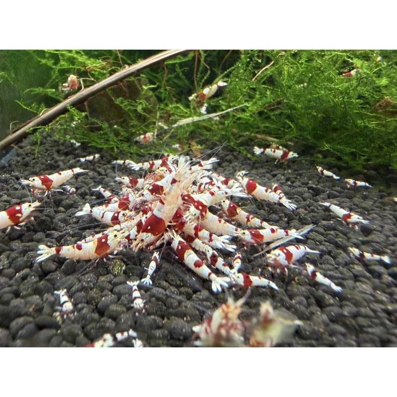 10+ 1 Pure red line shrimp.