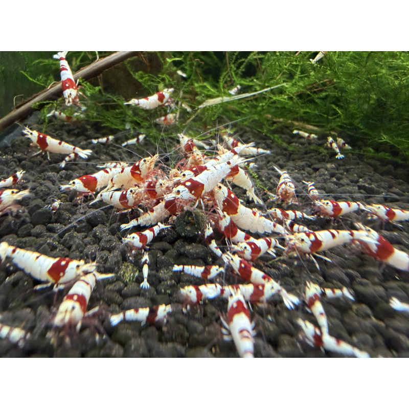 10+ 1 Pure red line shrimp.