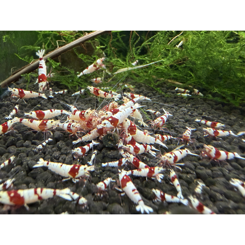 10+ 1 Pure red line shrimp.