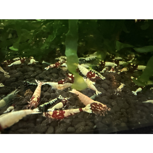 30x Mixed cull shrimps