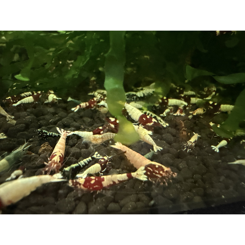 30x Mixed cull shrimps