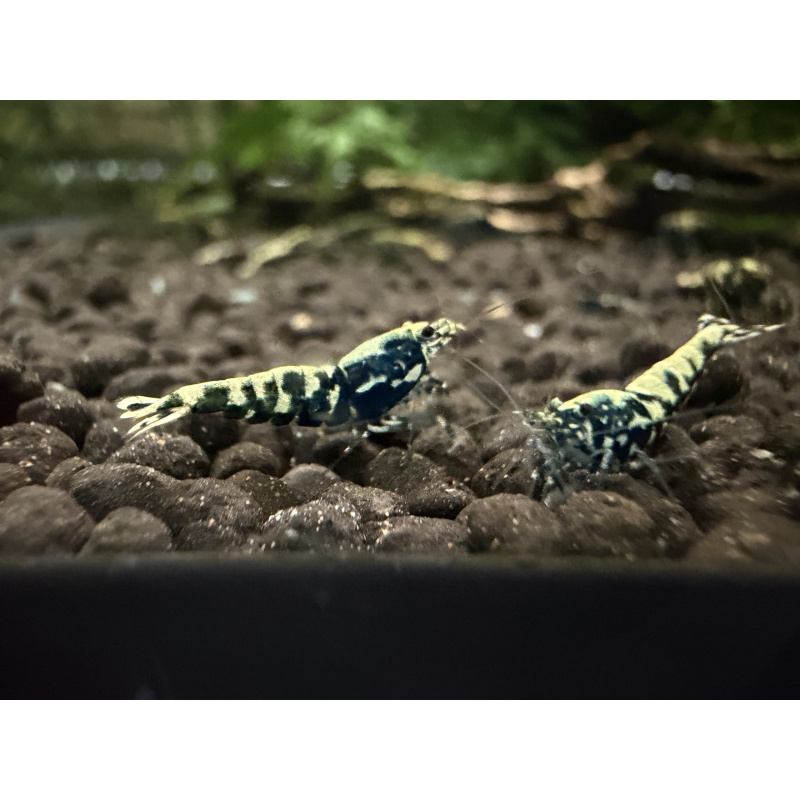 30x Mixed cull shrimps