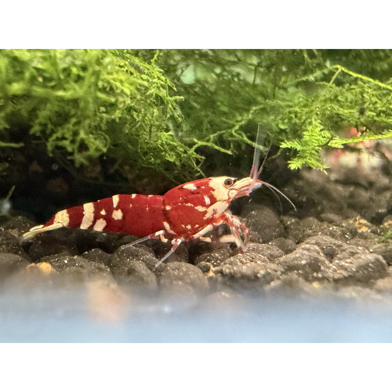 30x Mixed cull shrimps