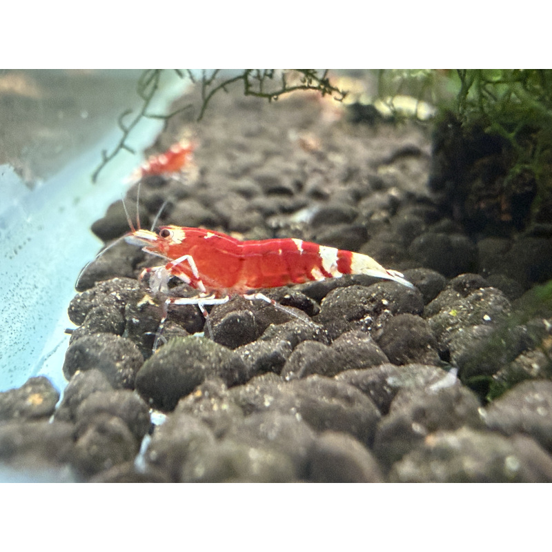 30x Mixed cull shrimps