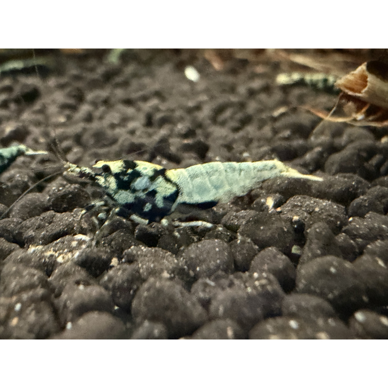 30x Mixed cull shrimps
