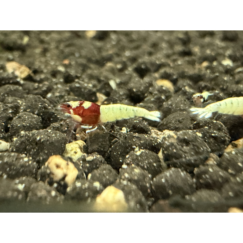 30x Mixed cull shrimps