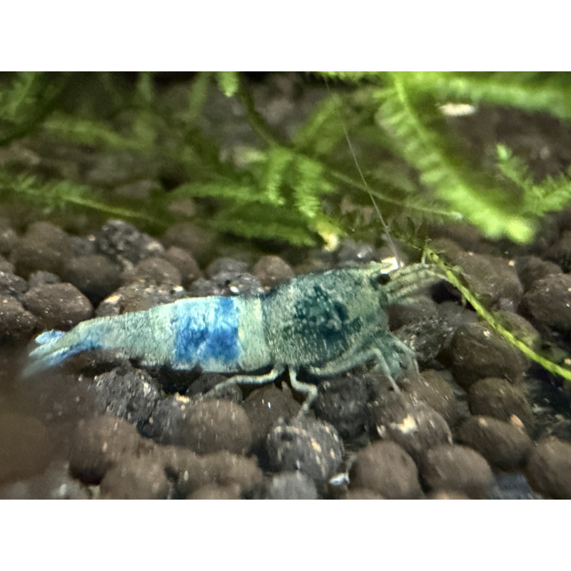 30x Mixed cull shrimps