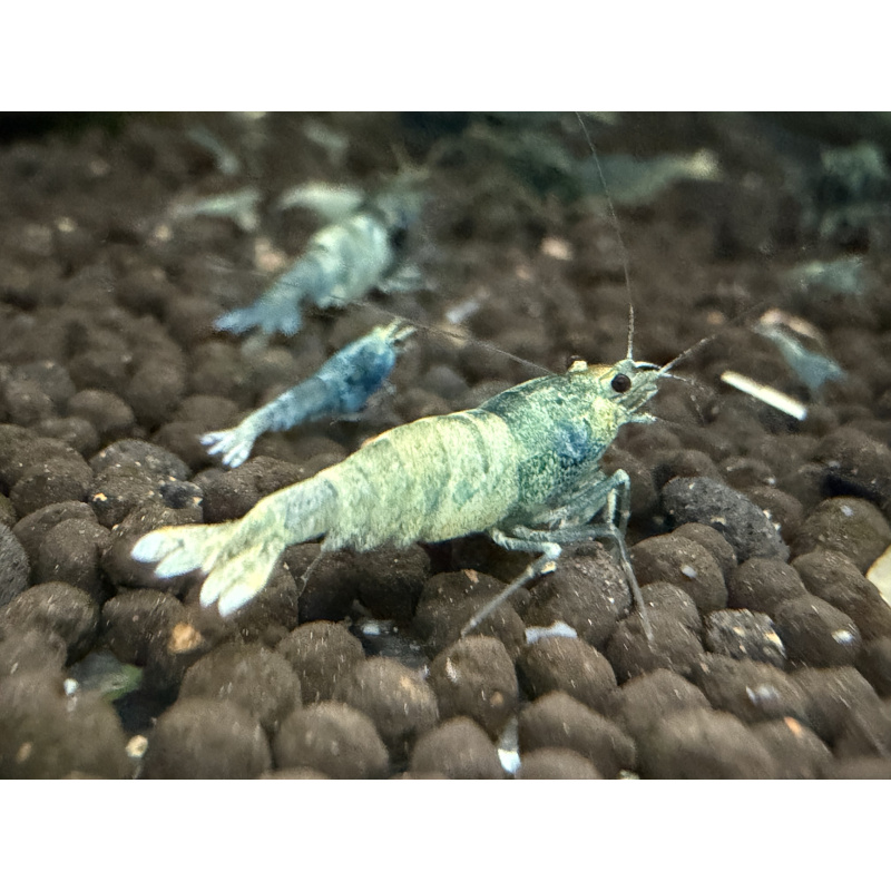 30x Mixed cull shrimps