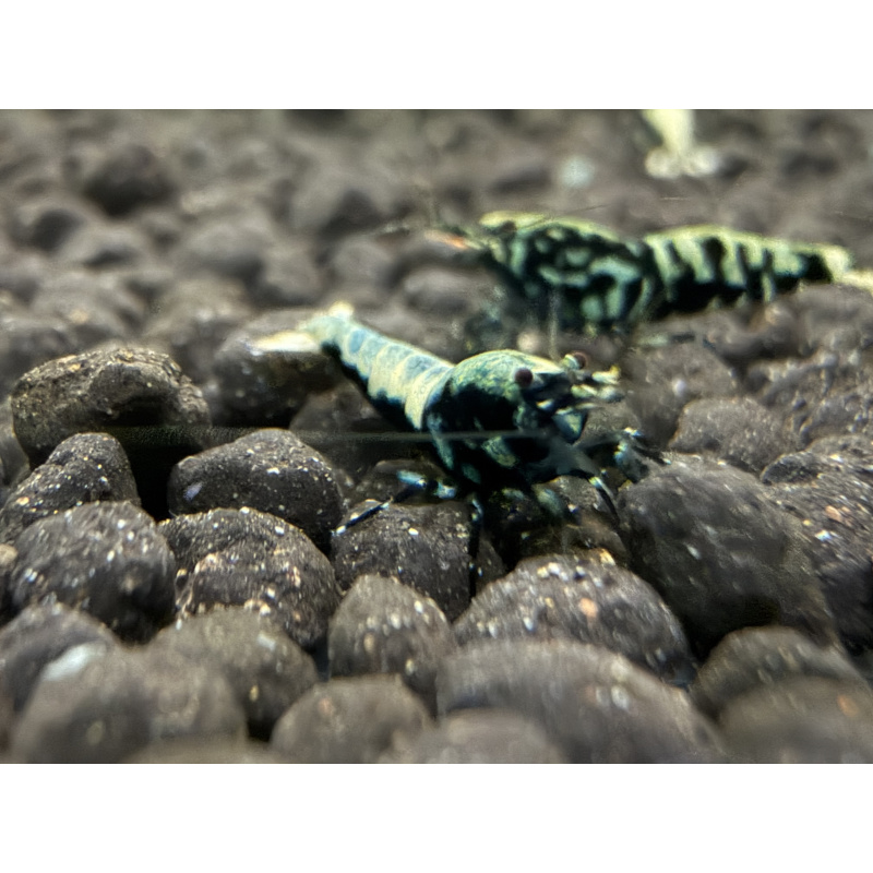 30x Mixed cull shrimps