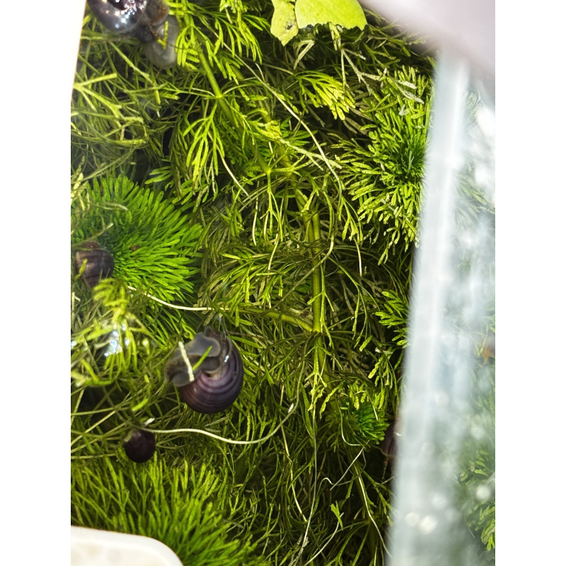 Purple mystery snails