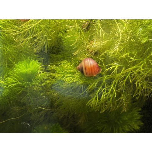 Magenta mystery snails