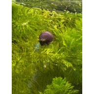 Purple mystery snails