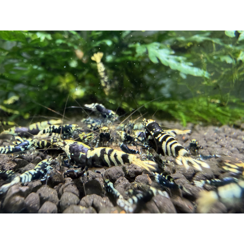 10+ 1 purple nanashi caridina shrimp