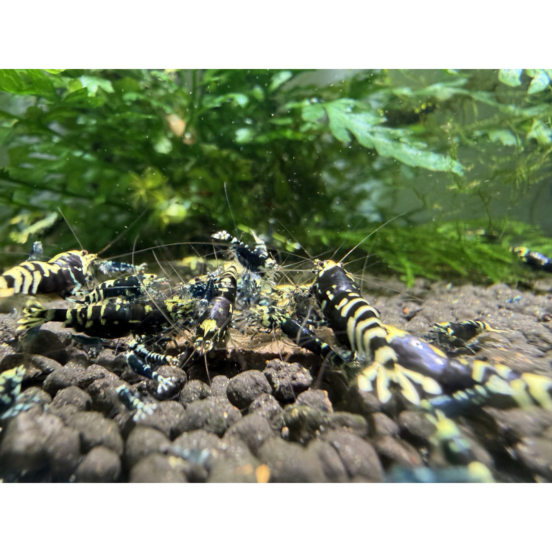 10+ 1 purple nanashi caridina shrimp