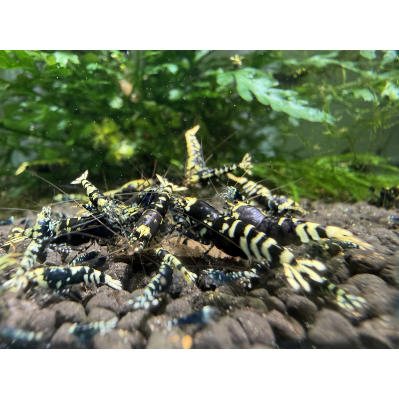 10+ 1 purple nanashi caridina shrimp
