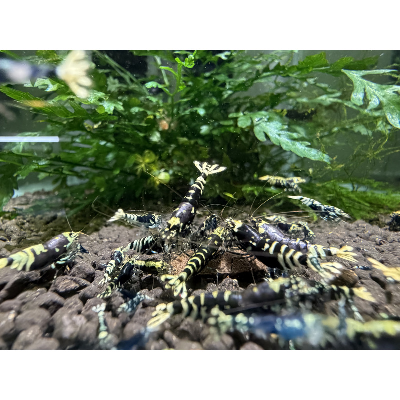 10+ 1 purple nanashi caridina shrimp