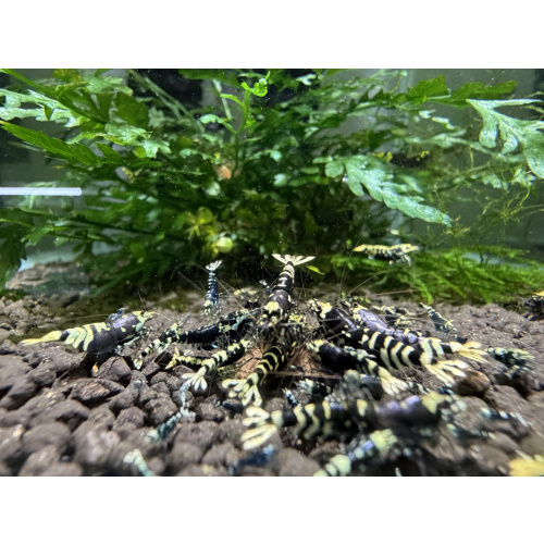 10+ 1 purple nanashi caridina shrimp