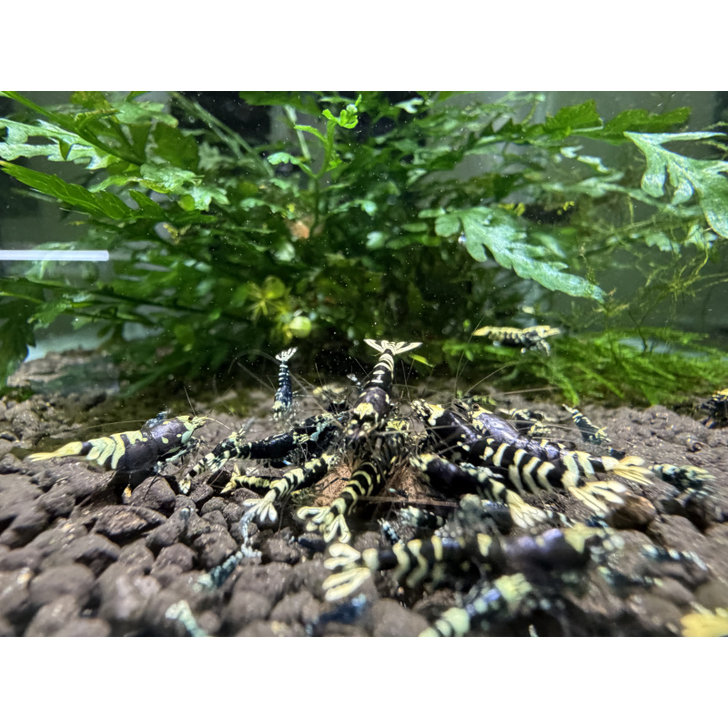 10+ 1 purple nanashi caridina shrimp