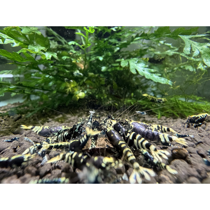 10+ 1 purple nanashi caridina shrimp