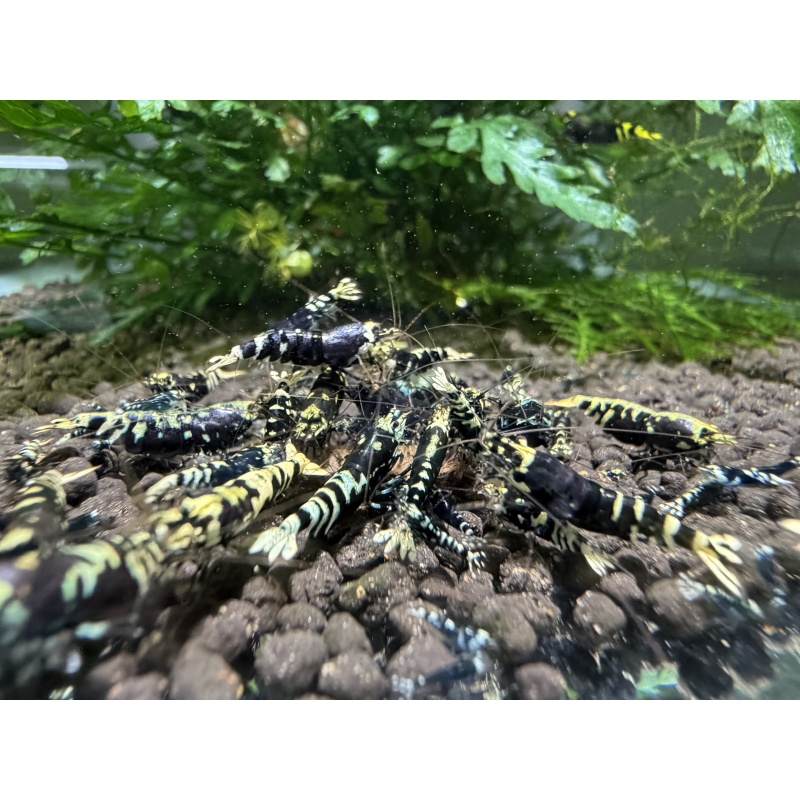 10+ 1 purple nanashi caridina shrimp