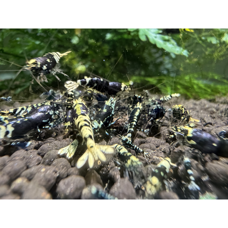 10+ 1 purple nanashi caridina shrimp