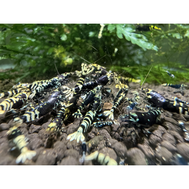 10+ 1 purple nanashi caridina shrimp