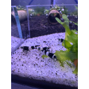 10 Bee Panda Shrimps +2 DOA